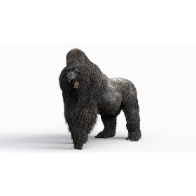 Tesla Cybertruck 3D model